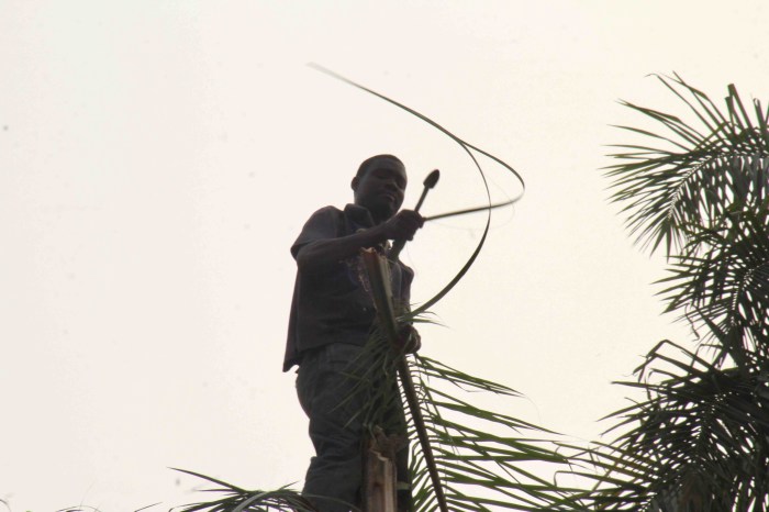 Tapping Palm wine, Langa Langa Station, Nasarawa State, Nigeria. #JujuFilms
