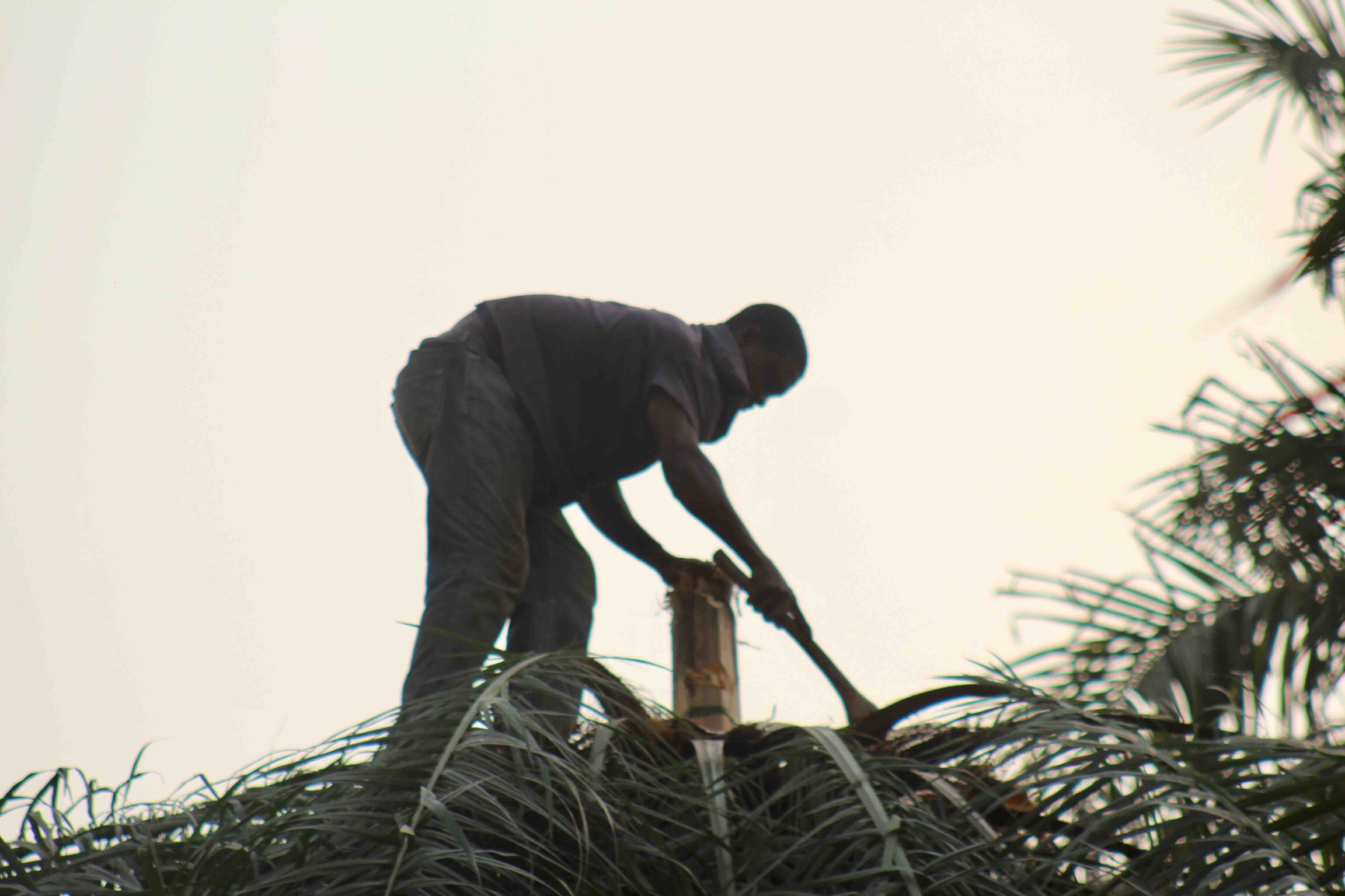 Tapping Palm wine, Langa Langa Station, Nasarawa State, Nigeria. #JujuFilms
