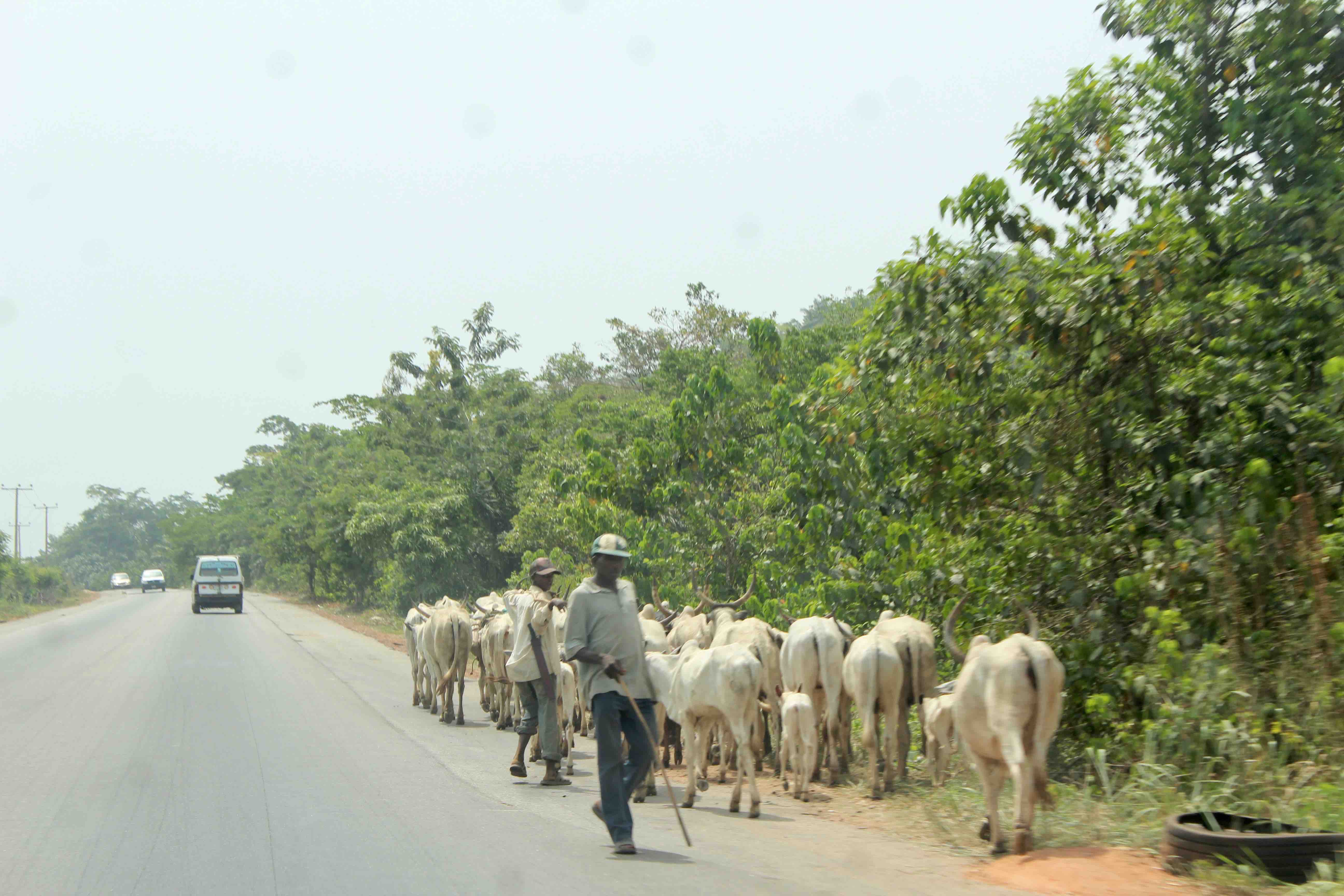 Fulani Herdsmen and cattle, Ilesa, Osun State, Nigeria. #JujuFilms